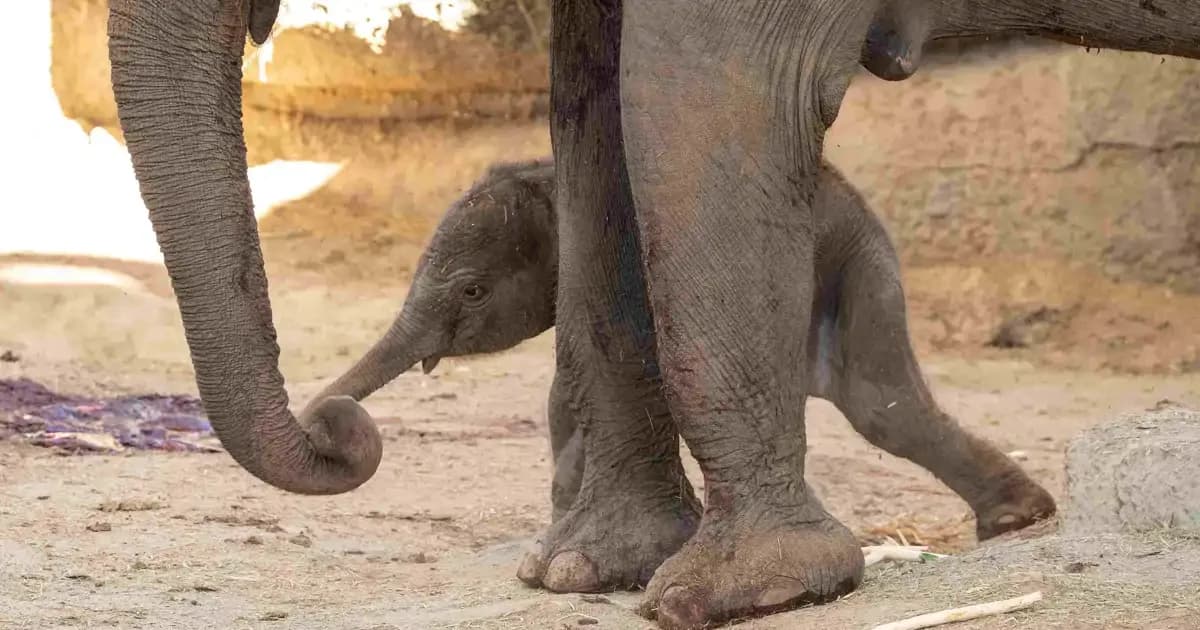 Nacen crías de elefante y anoa: buenas noticias de la naturaleza