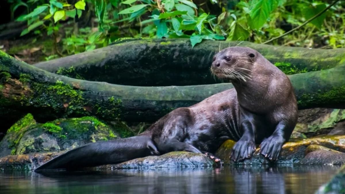 Argentina reintroduce con éxito la nutria gigante tras 40 años