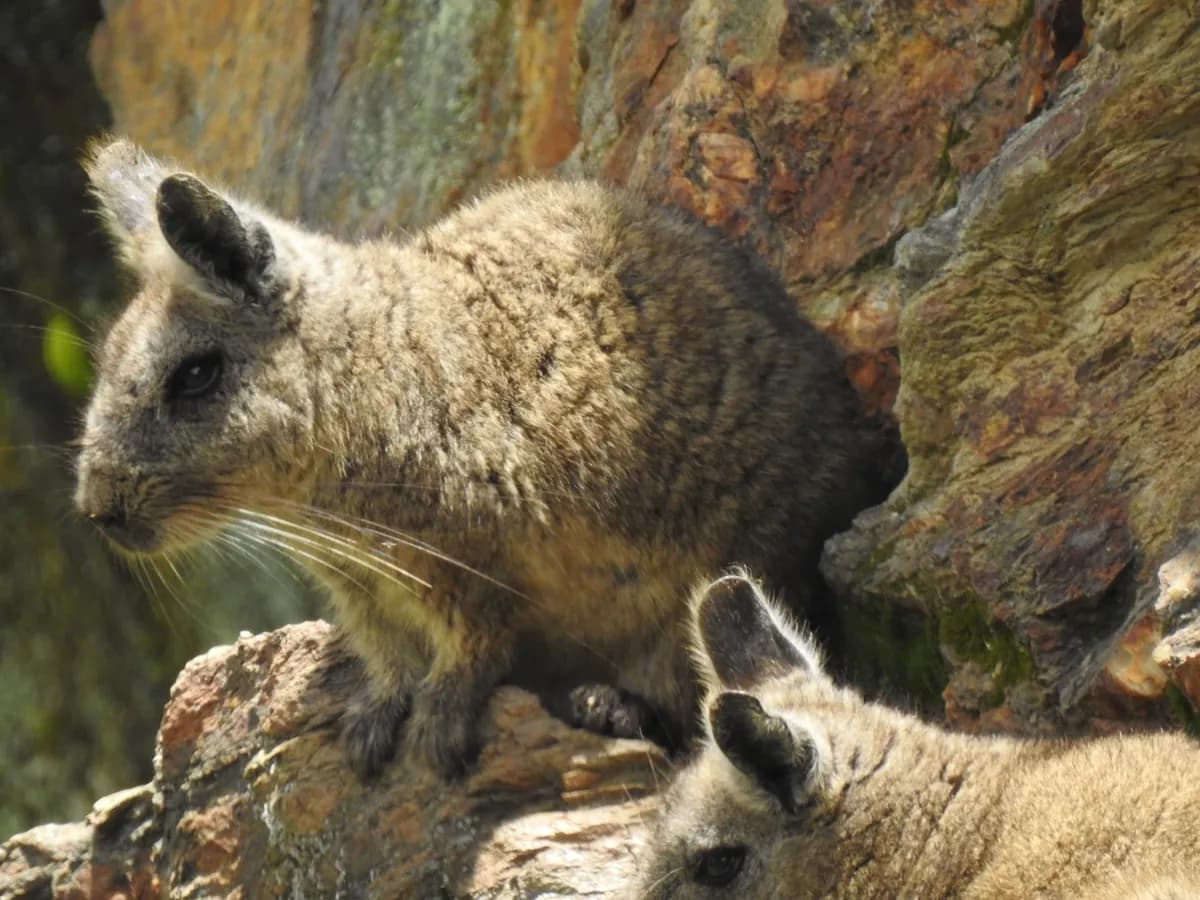 Fundación busca proteger refugio de la vizcacha ecuatoriana