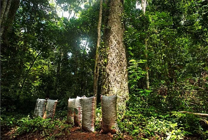 Prosegur apoya proyecto de la ONU para conservar la Amazonía peruana