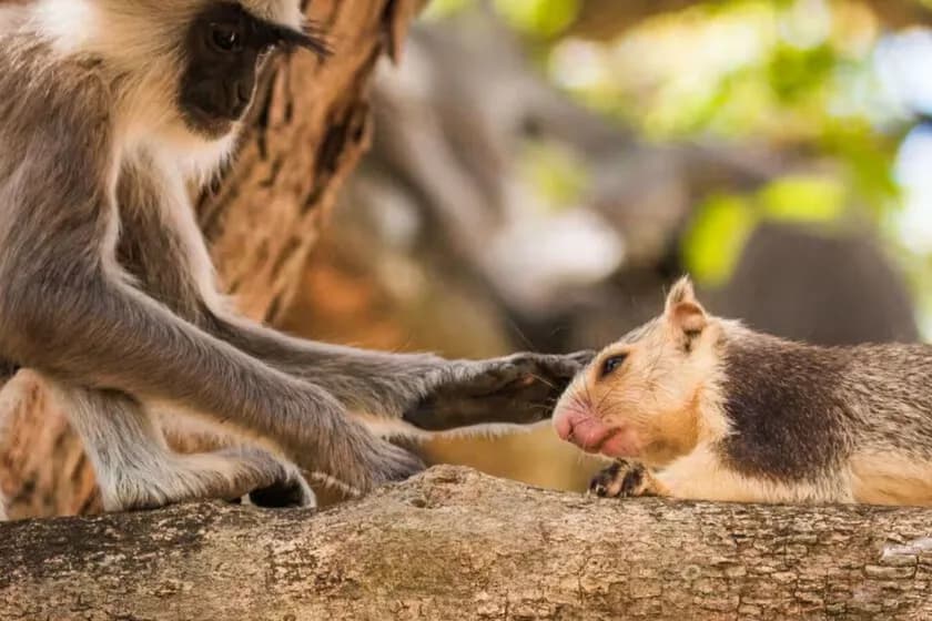 Investigación revela que primates también pueden tener mascotas
