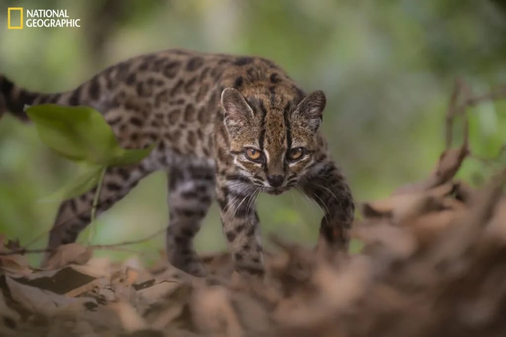 Descubren nueva especie de gato silvestre en Bolivia: Leopardus tilcayo