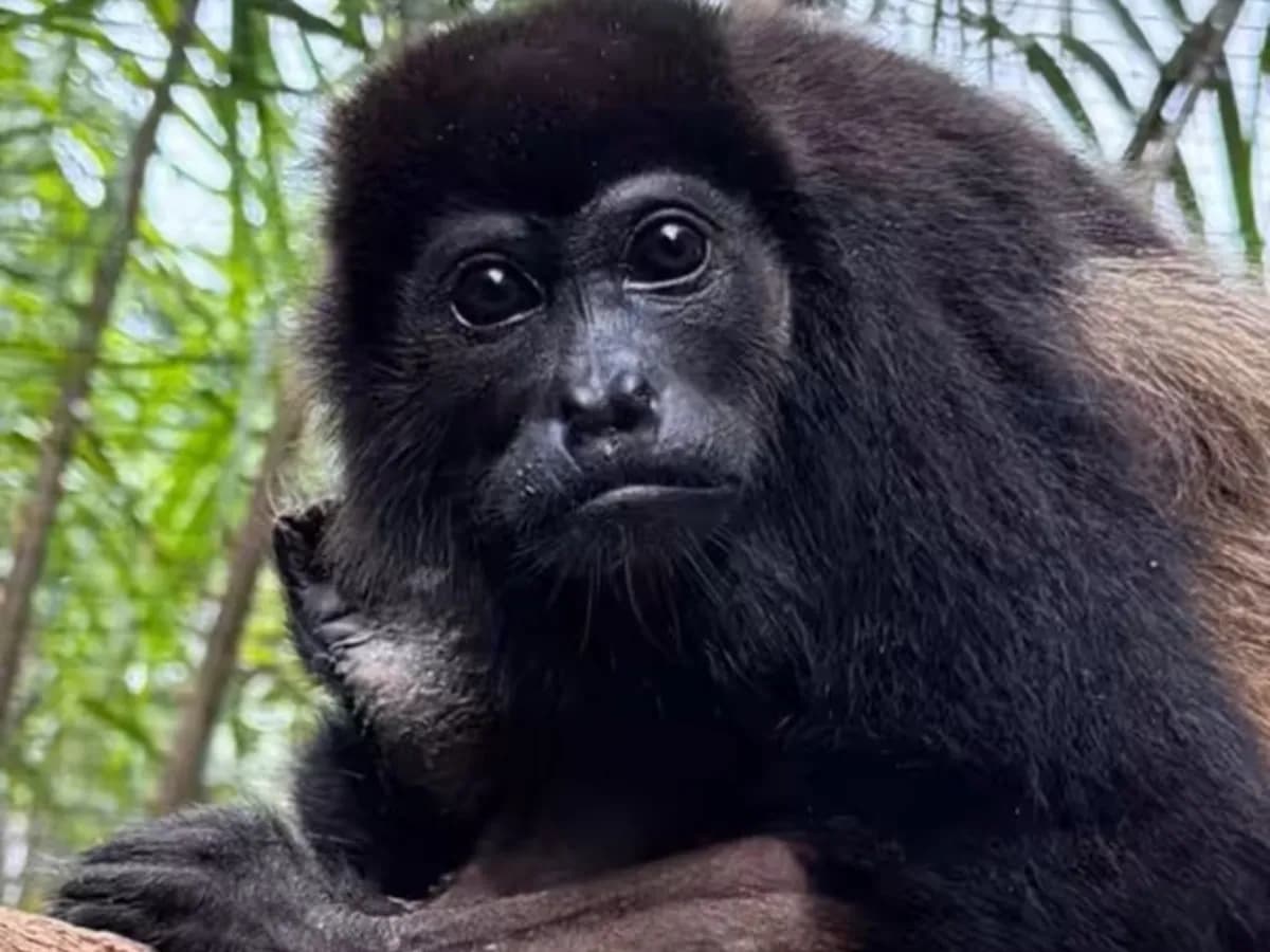 Carmen, la mona que superó un accidente y regresó a la naturaleza