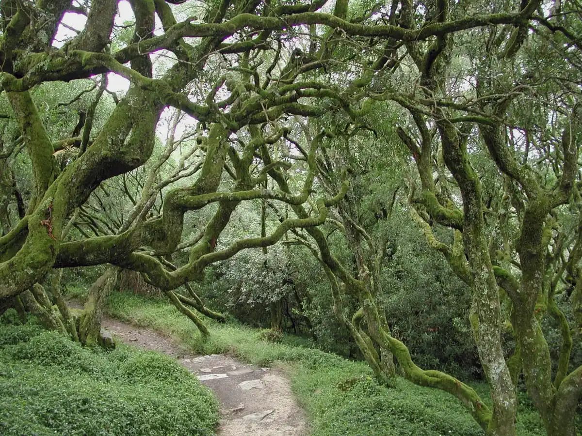 La Mata do Bussaco, primer bosque terapéutico en Portugal