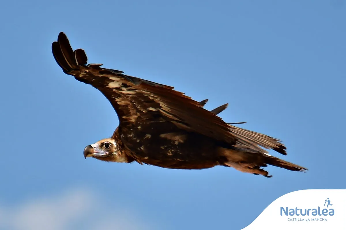 Nacen pollos de buitre negro en el Alto Tajo tras un siglo