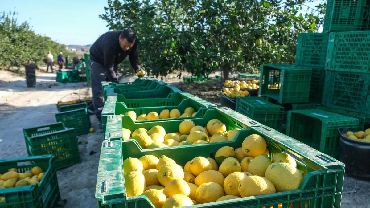 Aumenta la cosecha de limón en Alicante: entre un 5% y 10% más