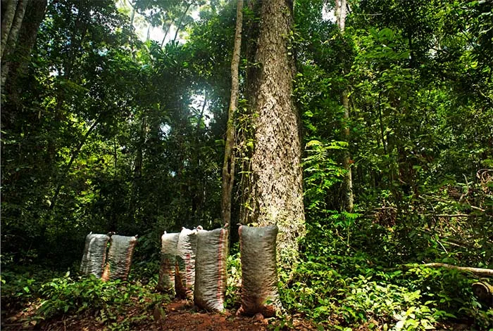 Prosegur apoya proyecto de la ONU para conservar la Amazonía peruana