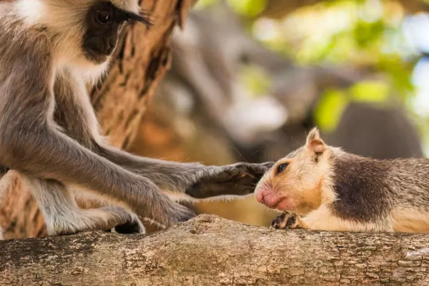 Investigación revela que primates también pueden tener mascotas