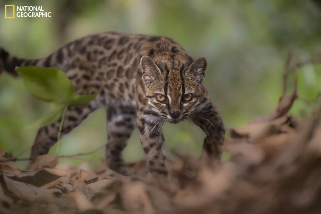 Descubren nueva especie de gato silvestre en Bolivia: Leopardus tilcayo