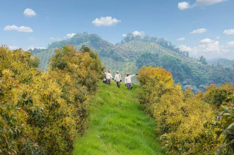 El aguacate Hass captura 28,266 toneladas de CO₂ en Colombia