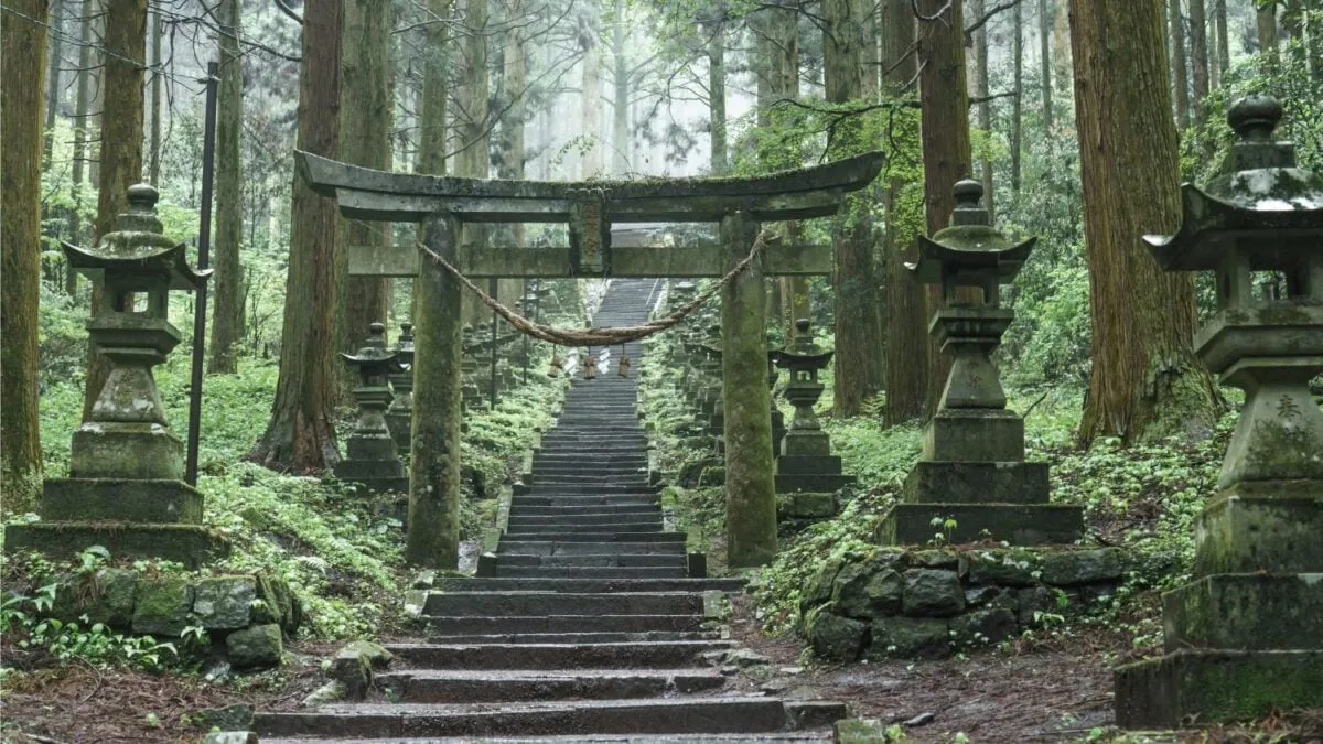 Japón y la técnica del daisugi: madera sostenible sin tala