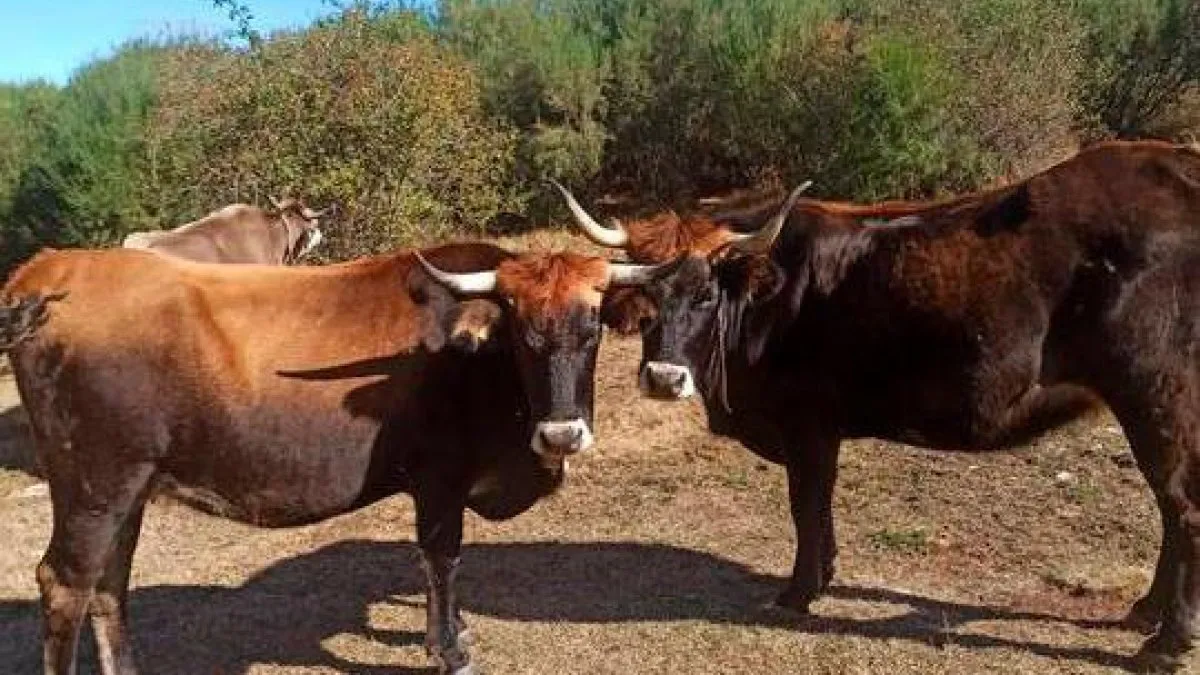 La Vaca Mantequera Leonesa, ejemplo de sostenibilidad y calidad