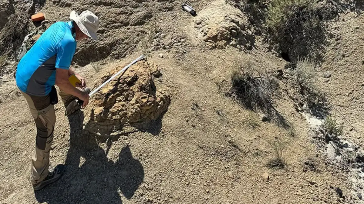 Descubrimiento de huellas de Tyrannosaurus rex por un maestro