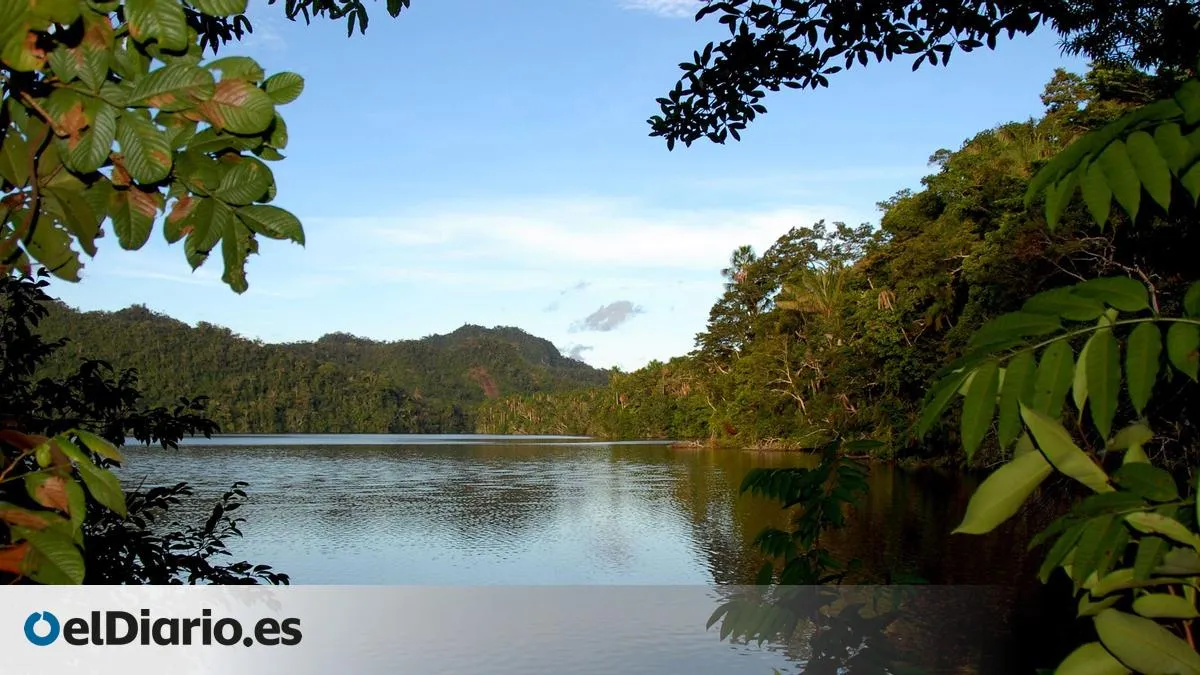 Descubren cuatro nuevas especies de ranas en la Amazonia peruana