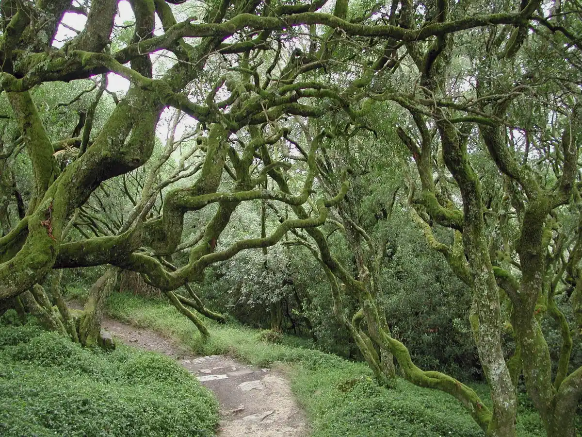 La Mata do Bussaco, primer bosque terapéutico en Portugal